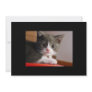 little_kittens (24) adorable fluffy pets cats baby