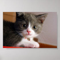 little_kittens (24) adorable fluffy pets cats baby
