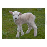 Little Lamb Card