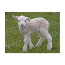 Little Lamb Postcard