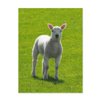 Little Lamb Post Card