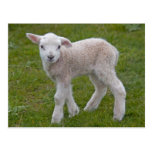 Little Lamb Postcard