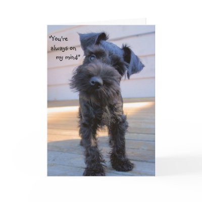 Little Miniature Schnauzer Puppy Greeting Card by karykid