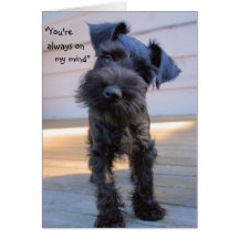 Little Miniature Schnauzer Puppy Greeting Card