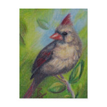 Little Miss Cardinal aceo Postcard