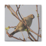 Little Mockingbird Fridge Magnets