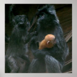 LIttle Monkey Family Poster posters