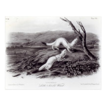 Little Nimble Weasel Postcards