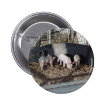 Little Piggies Pin