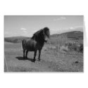 Little Pony cards