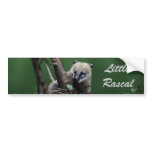 Little rascals coati - lemur bumper stickers