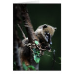 Little rascals coati - lemur cards