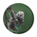Little rascals coati - lemur magnets