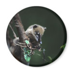 Little rascals coati - lemur magnets