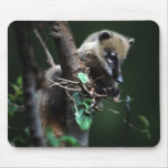 Little rascals coati - lemur mousepads