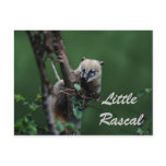 Little rascals coati - lemur postcards