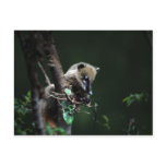 Little rascals coati - lemur postcards