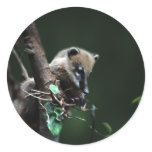 Little rascals coati - lemur stickers