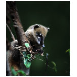 Little rascals coati - lemur t-shirts
