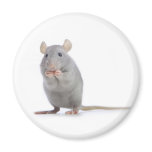 little rat magnets