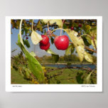 Little Red Apples posters