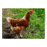 Little Red Chicken  - Free Range Egg Layer cards