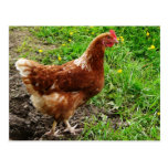 Little Red Chicken  - Free Range Egg Layer Post Cards