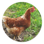 Little Red Chicken  - Free Range Egg Layer