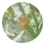 Little Red Spider on Juniper Stickers