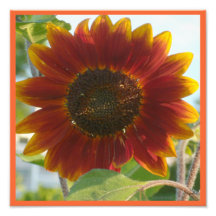 Little Red Sunflower Photo