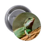 Little Reptile Pinback Button