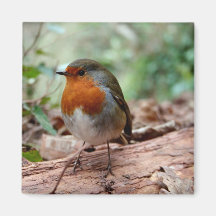Little Robin Magnet