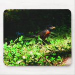 Little Robin Mousepad