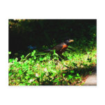 Little Robin Postcard
