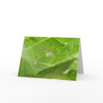 Little Spider Greeting Card