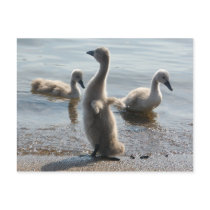 Little Swans Postcard