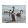 Little Swans Postcard