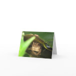 Little Toad Frog Note Card