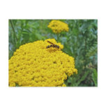 Little Wasp on Yarrow Coordinating Items Post Cards