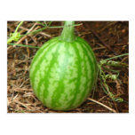 Little Watermelon Postcards
