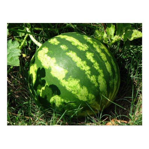 Little Watermelon Postcards