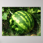 Little Watermelon Poster