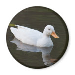 Little White Duck magnets