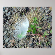 Little White Feather 1 Canvas Poster