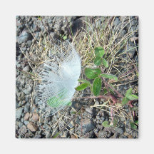 Little White Feather 1 Magnet