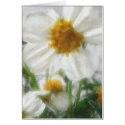Little White Wildflowers 3 cards