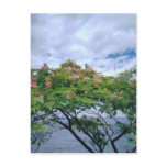 LittleBayParkmimosatree 001 postcards