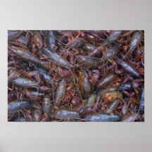 live crawfish print