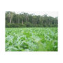 Live Green pos card Post Cards