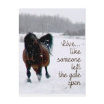 Live Life.....Like someone left the gate open! postcards